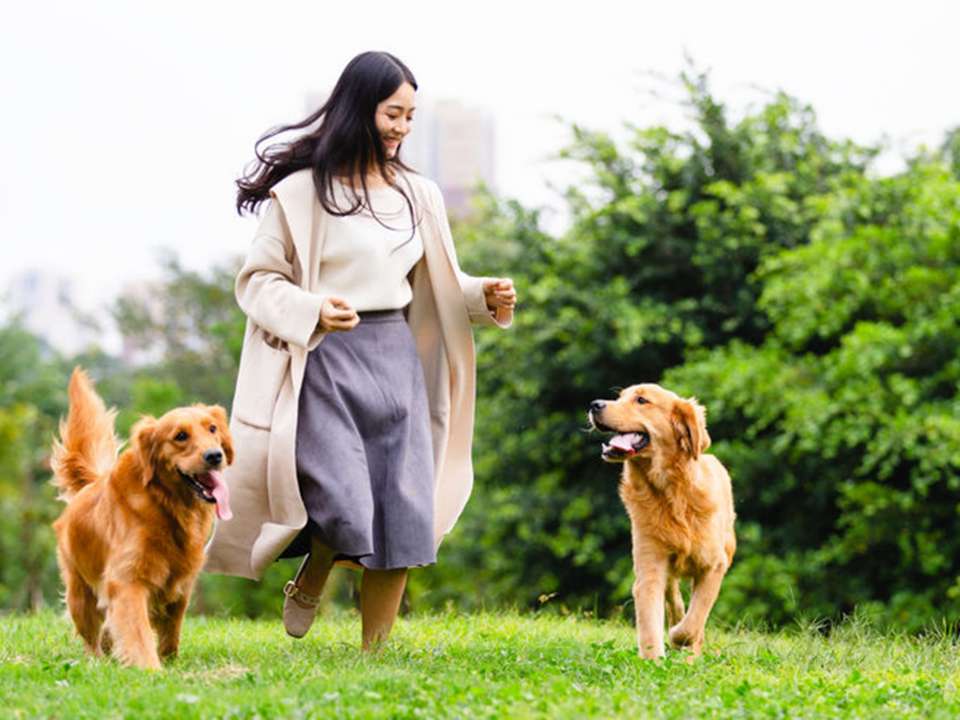 Young woman in park playing with two dogs