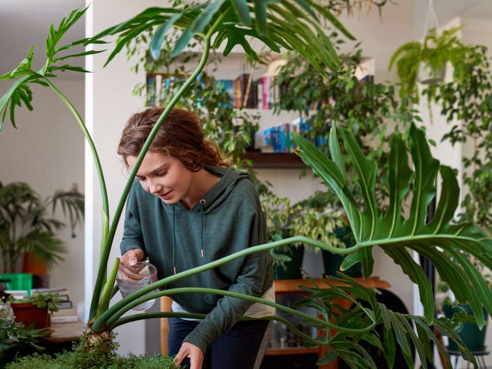 woman-watering-house-plants