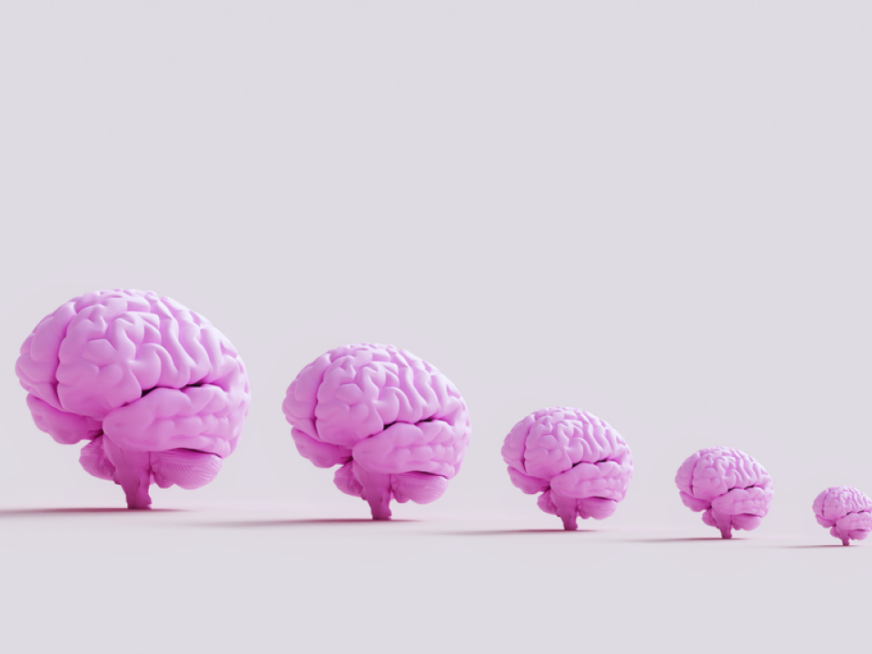 A 3D illustration of five brains in a row decreasing in size