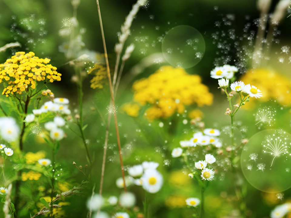 A photo of a variety of flowers and weeds with pollen