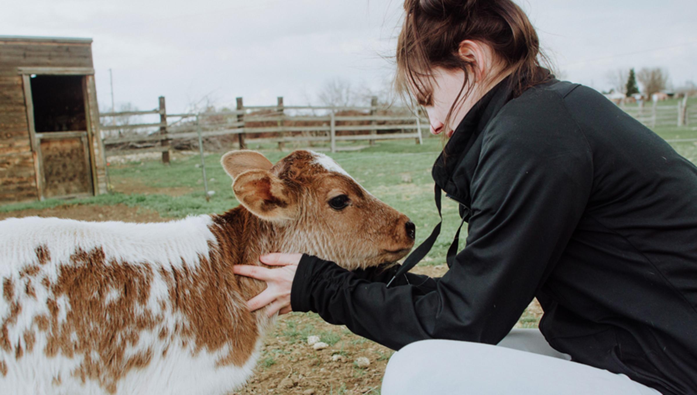 Can Humans Catch Mad Cow Disease