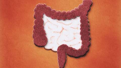 An illustration of a colon