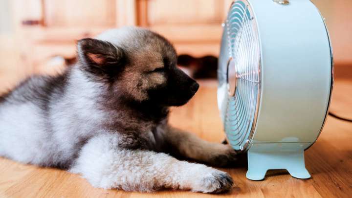Puppy in front of fan