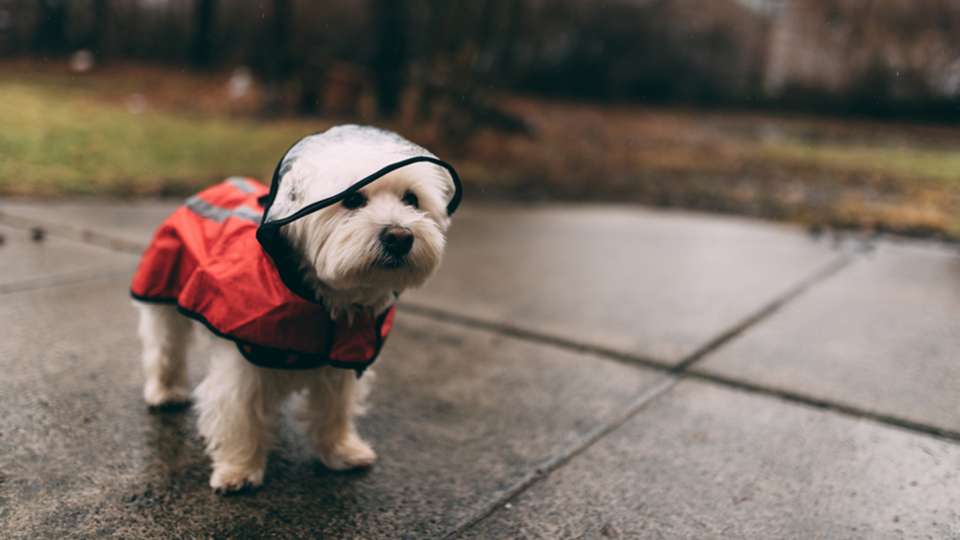 a small white dog in a raincoat