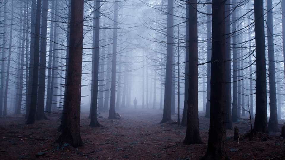 a man standing in a misty creepy forest