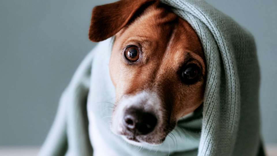 A cute dog is wrapped in a warm blanket.