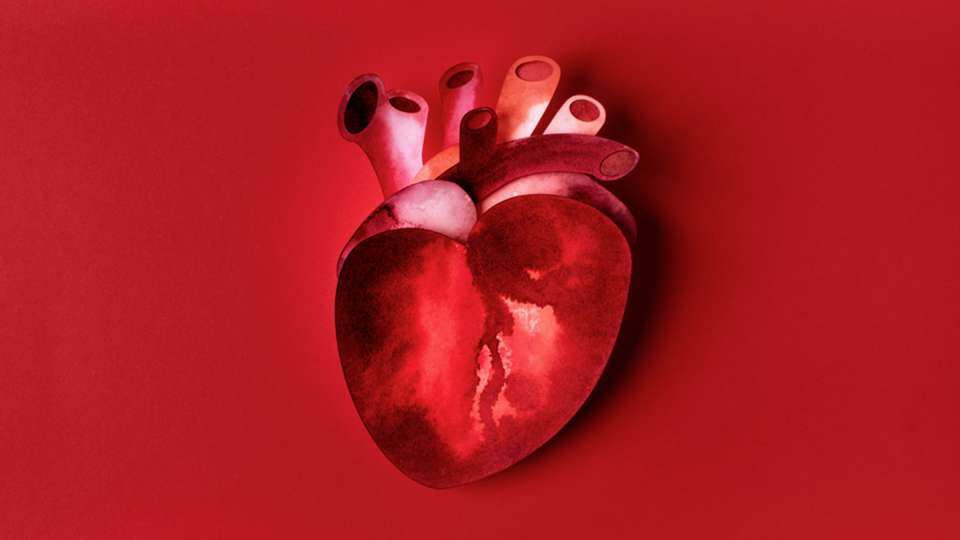 anatomical-heart