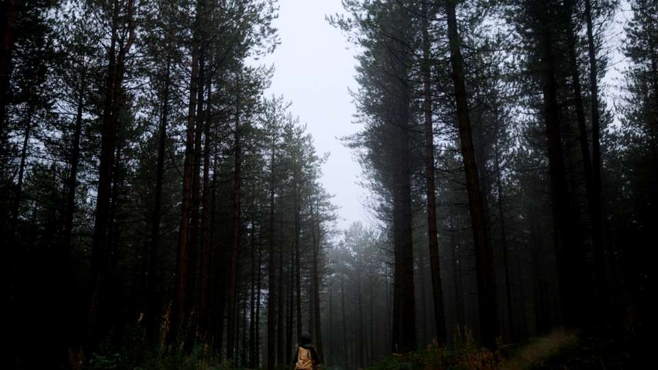 A person stands in a foggy pine forest.
