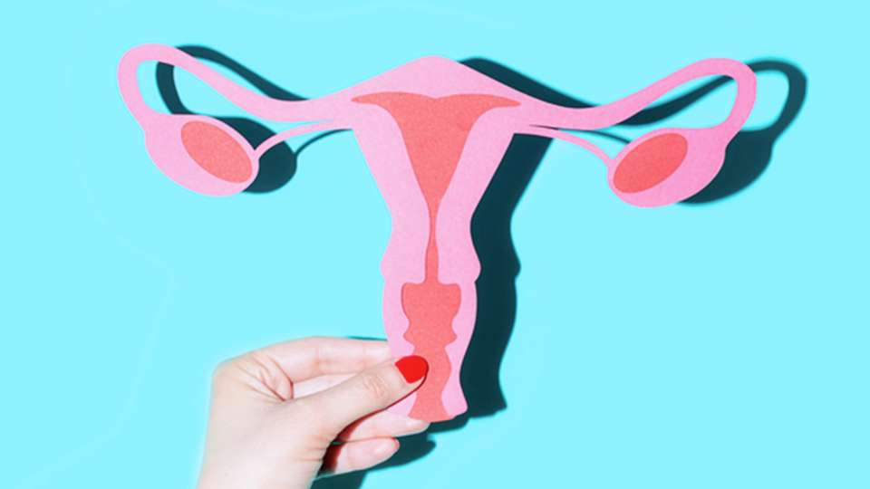 A hand holds up a cut-out illustration of a vagina and ovaries.
