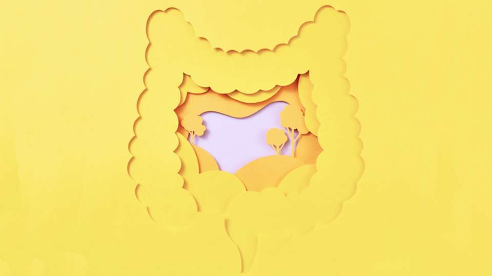 Illustration of a colon