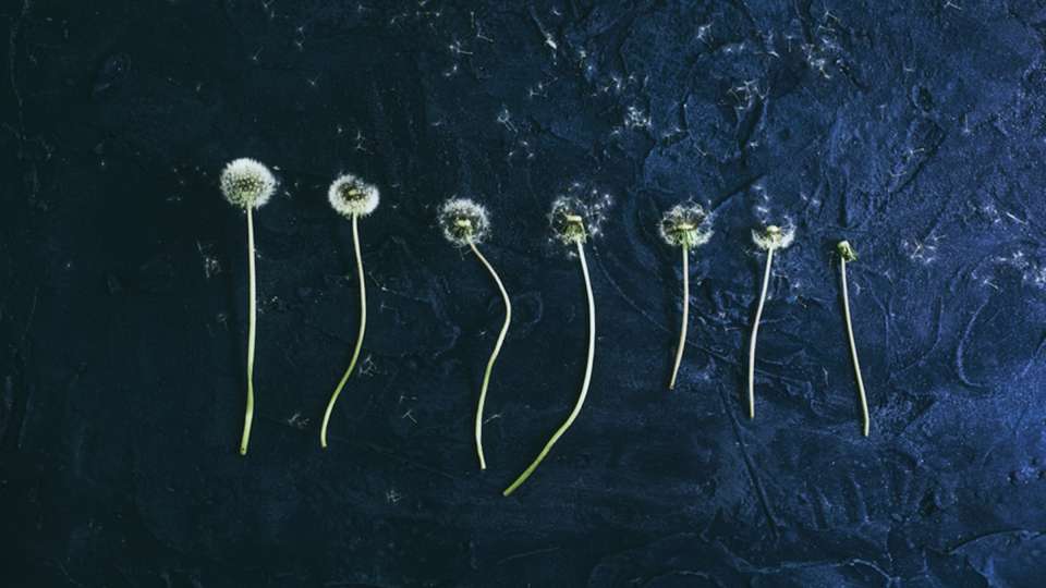 Dandylions in seed on a dark background. 