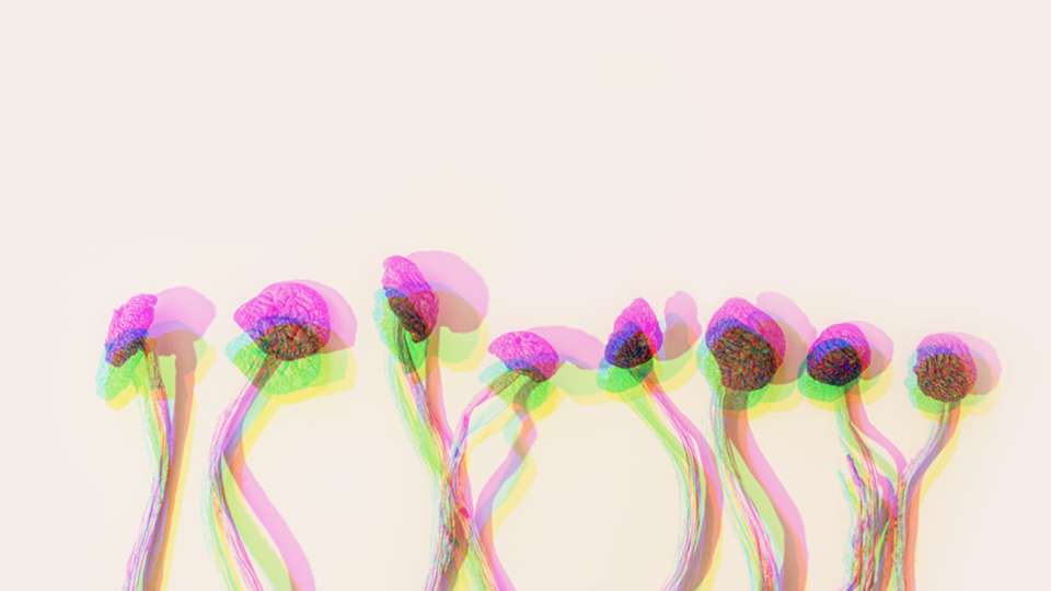 Distorted images of mushrooms containing the hallucinogenic psilocybin.