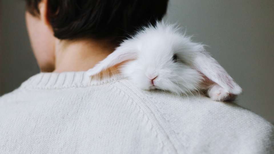 A bunny on a man's shoulder