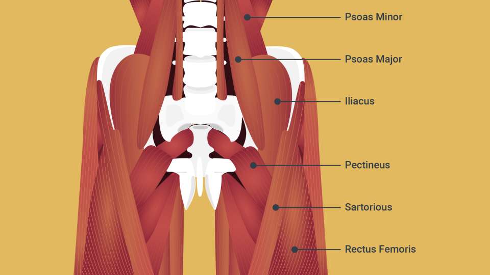 An illustration of hip muscles.