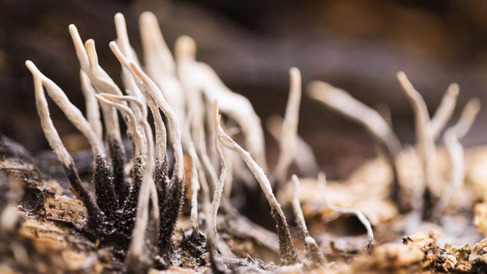 A macro photograph of candlestick fungi.