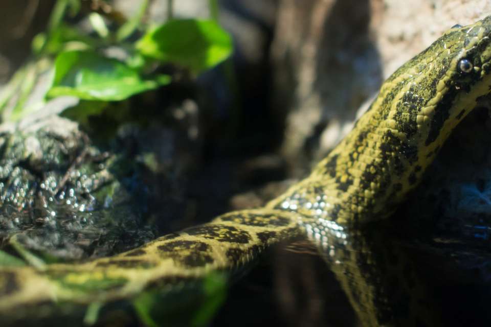 Woodland-Park-Zoo-snake