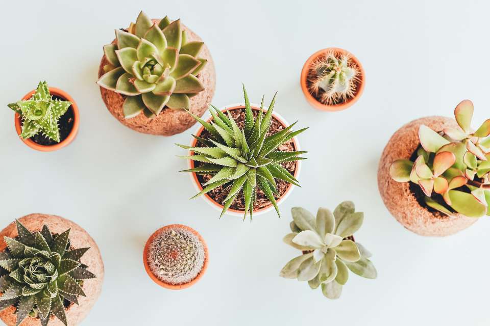 Potted-succulents
