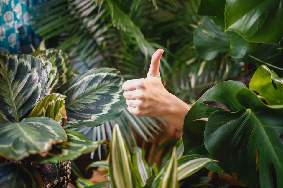 thumbs-up-plants