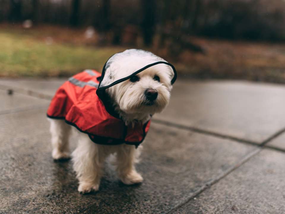 a small white dog in a raincoat