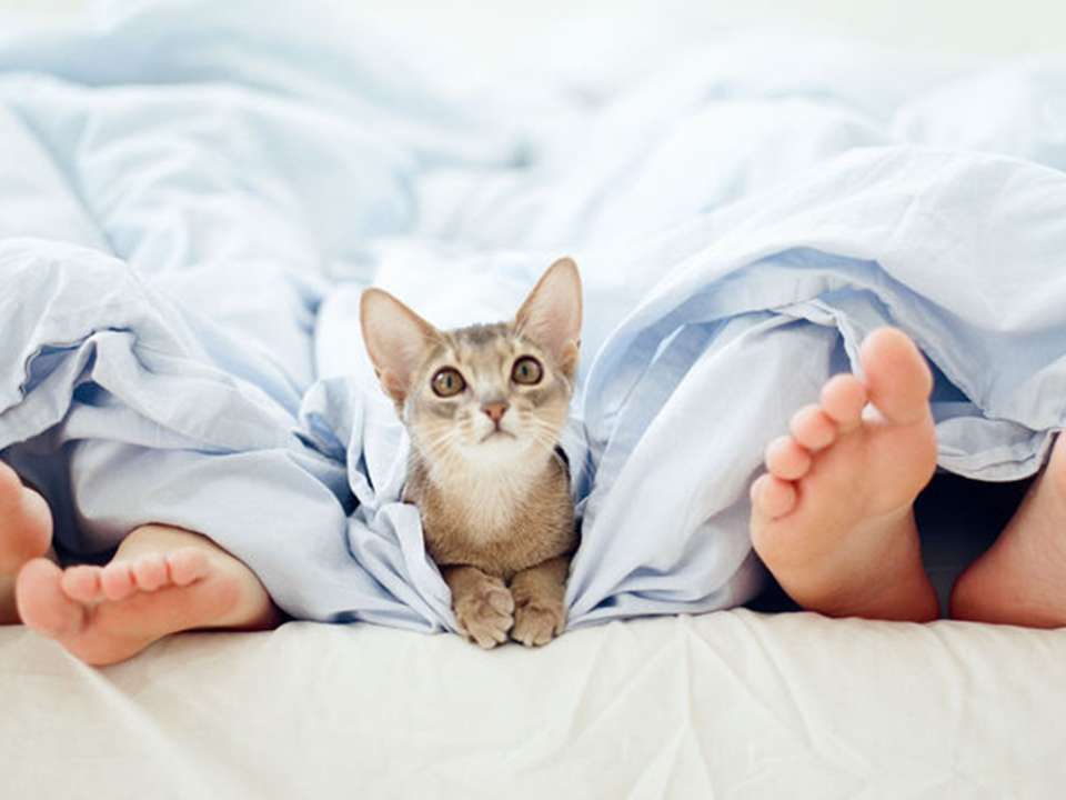 Cat peering from between two pairs of feet in bed