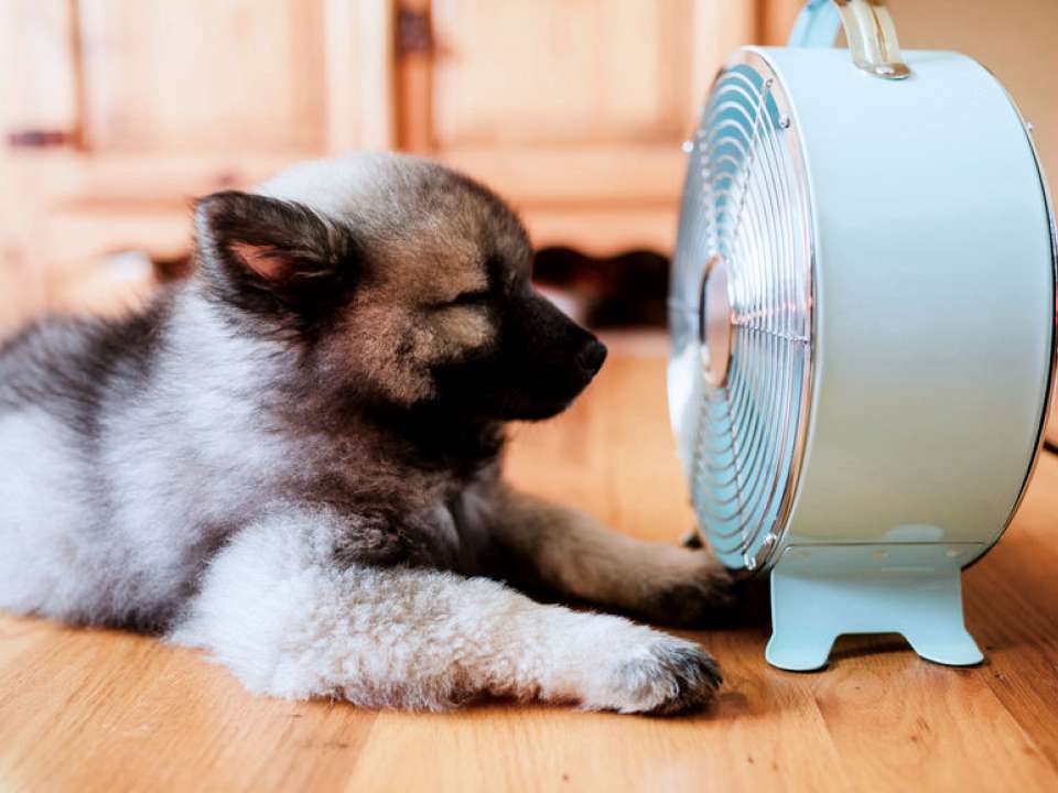 Puppy in front of fan