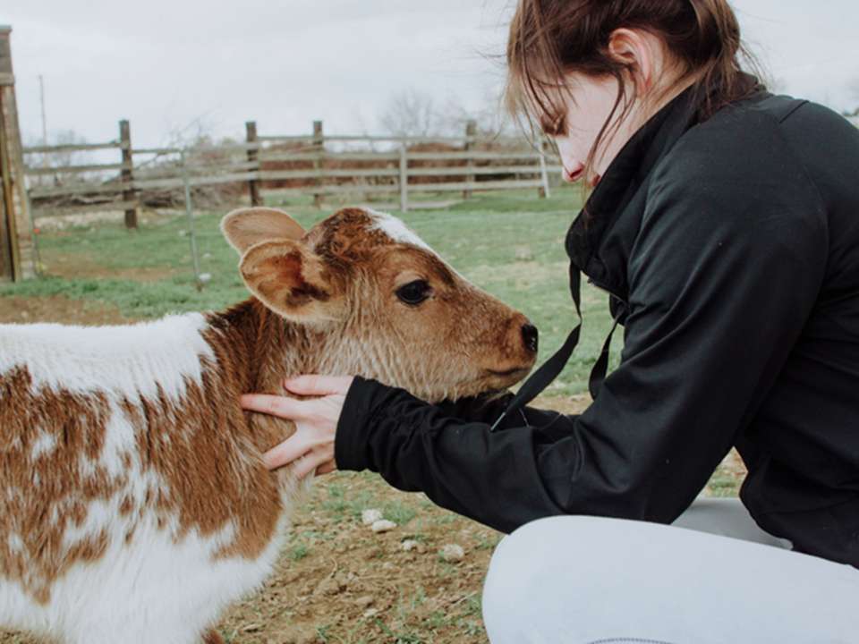 baby-cow