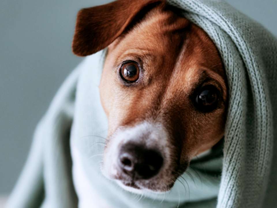 A cute dog is wrapped in a warm blanket.