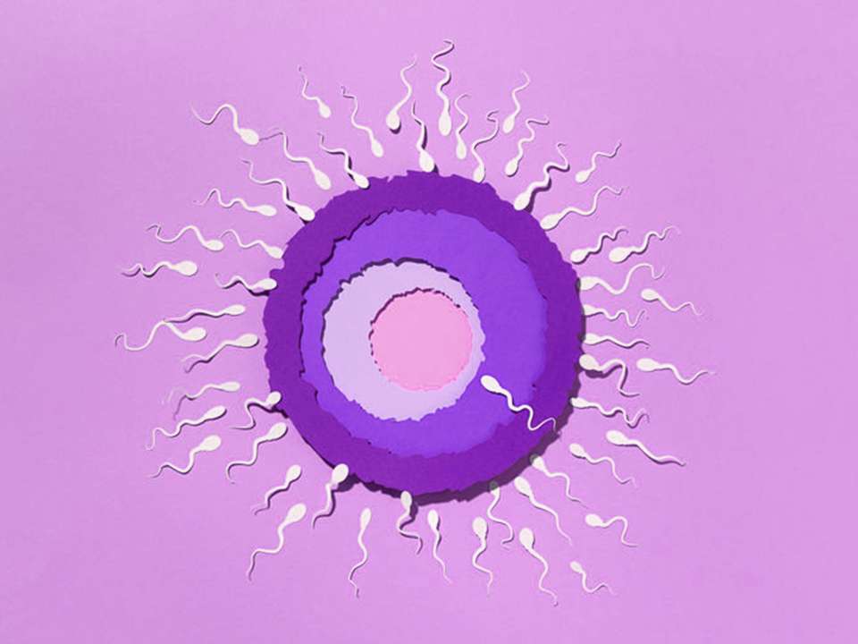 Illustration of ovum being fertilized by sperm