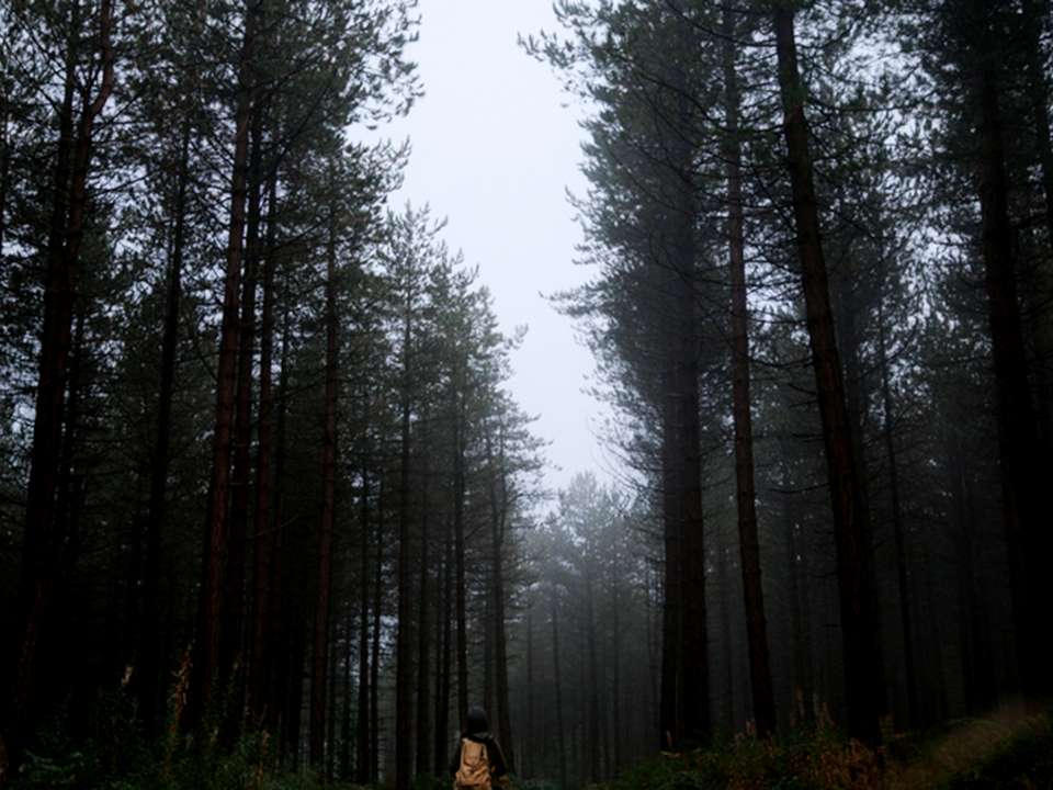 A person stands in a foggy pine forest.