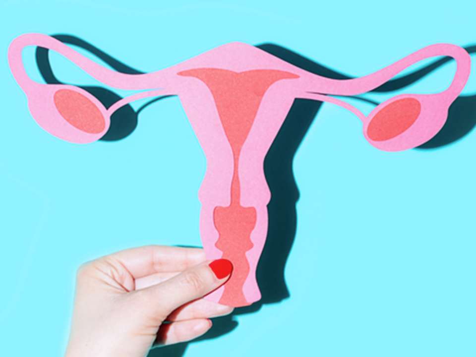 A hand holds up a cut-out illustration of a vagina and ovaries.