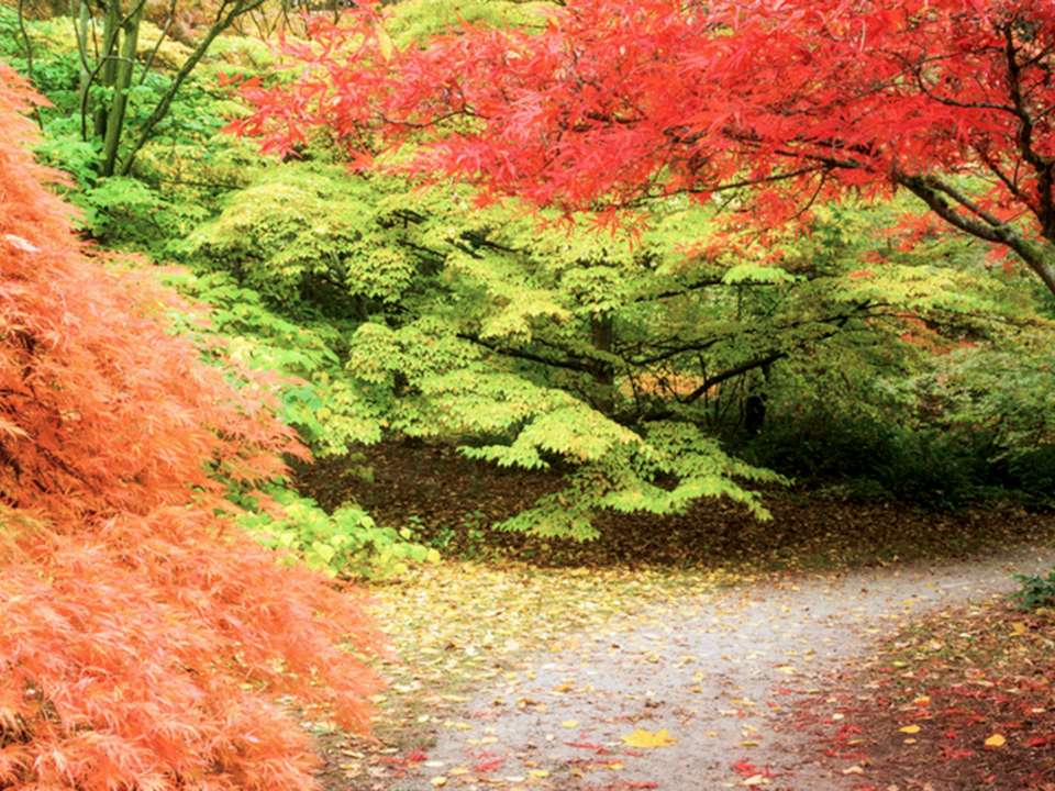 washington-park-arboretum-autumn