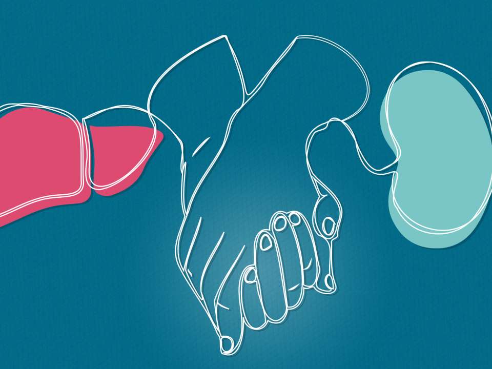 An illustration of hands, a liver and a kidney.