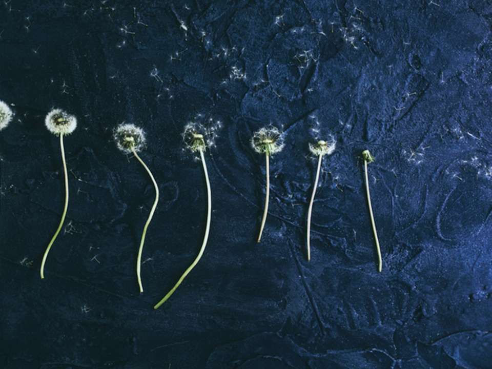 Dandylions in seed on a dark background. 