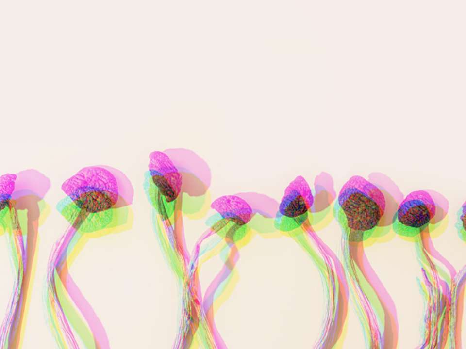 Distorted images of mushrooms containing the hallucinogenic psilocybin.