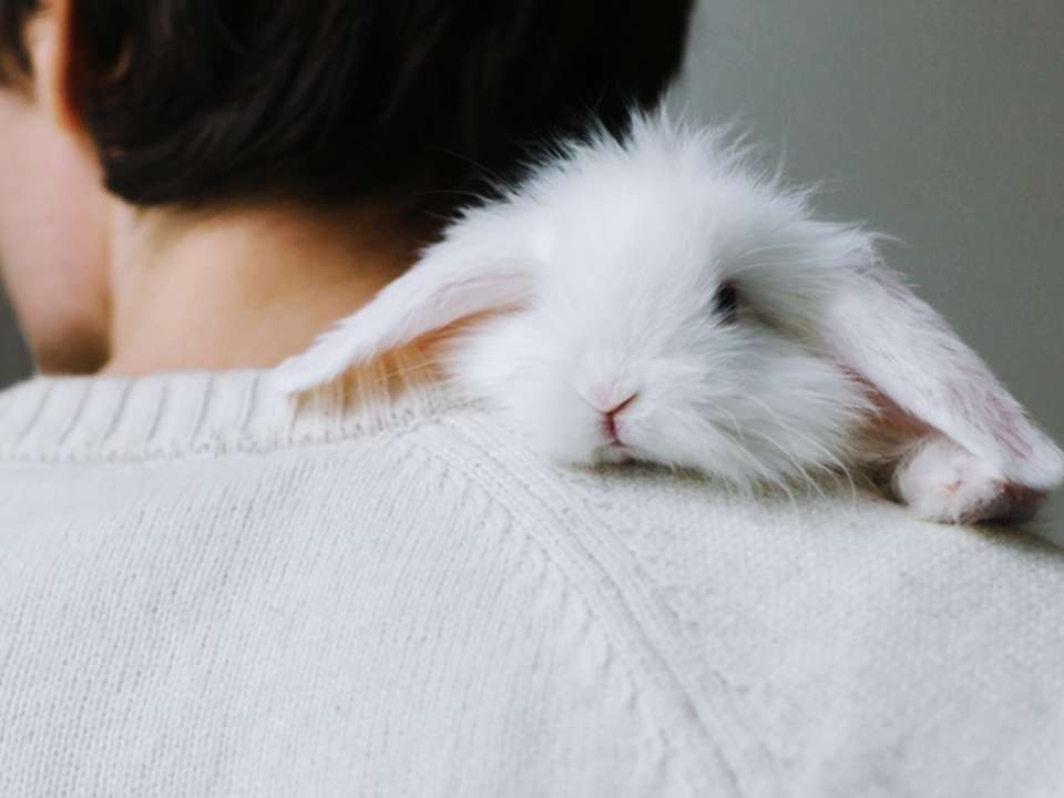A bunny on a man's shoulder