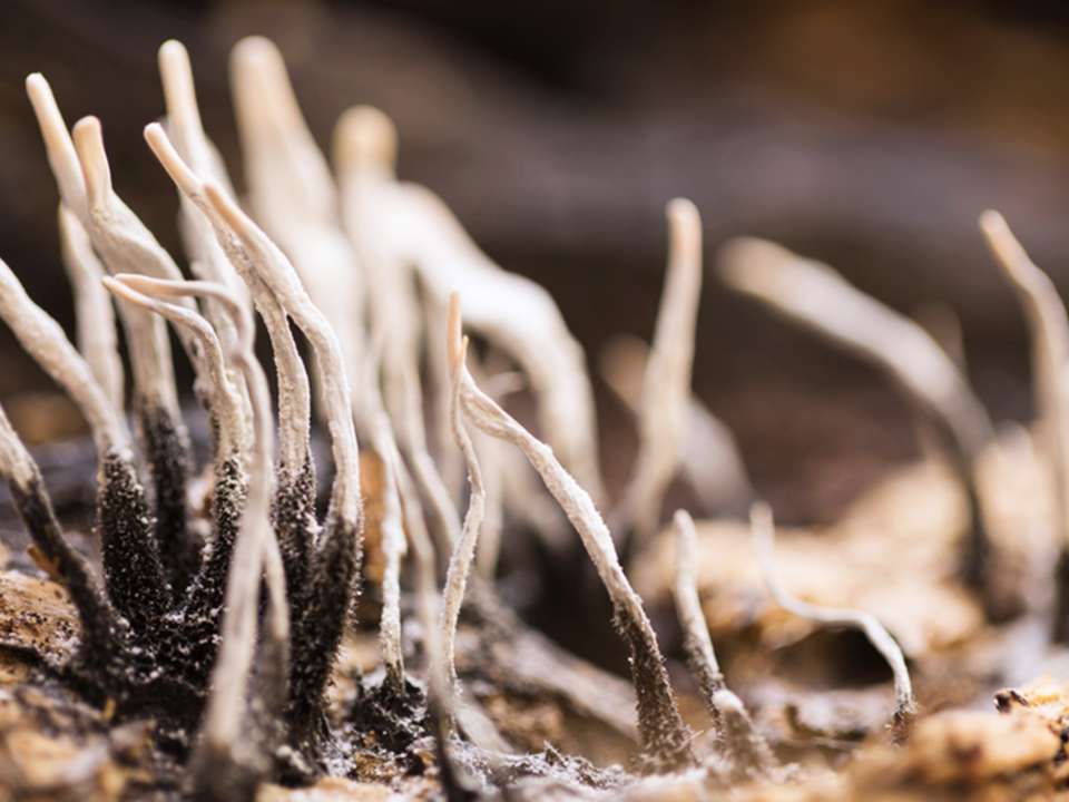 A macro photograph of candlestick fungi.
